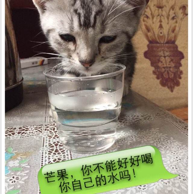 仿制台湾驾驶证